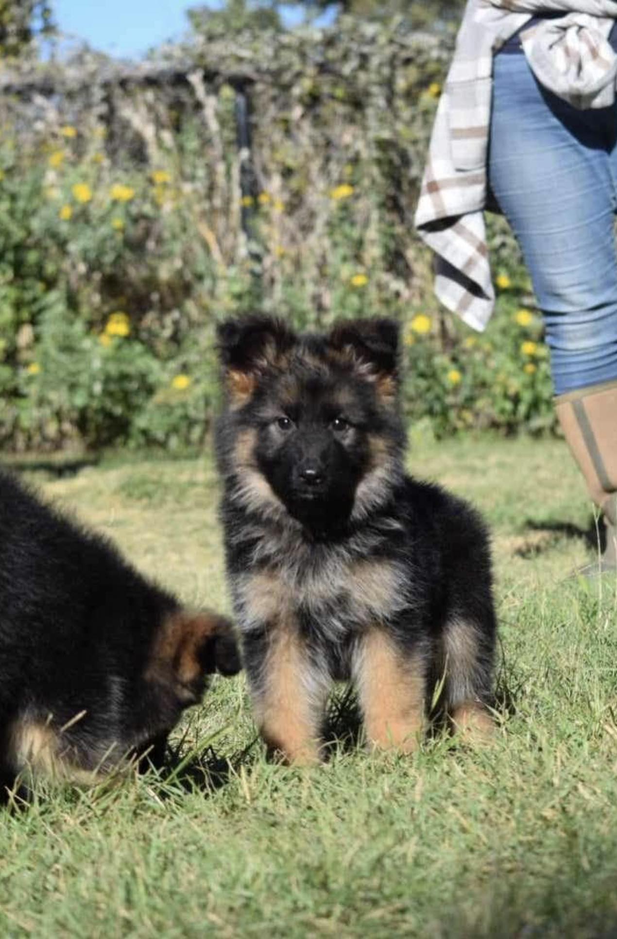 Finding The Perfect German Shepherd Puppy A Step By Step Guide Texas
